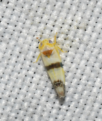 Empoa gillettei