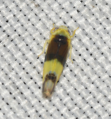 Empoa venusta