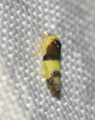 Empoa venusta