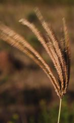 Eustachys paspaloides