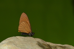 Papilio slateri