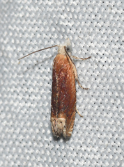Eucosma raracana