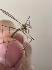 Tipula paludosa