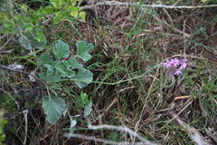 Pelargonium reniforme