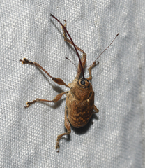 Curculio proboscideus
