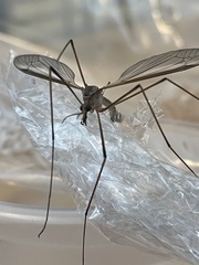 Tipula paludosa