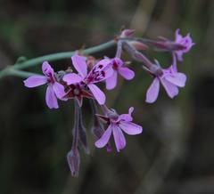Pelargonium reniforme