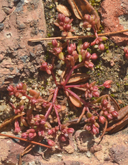 Crassula expansa