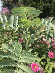 Melianthus