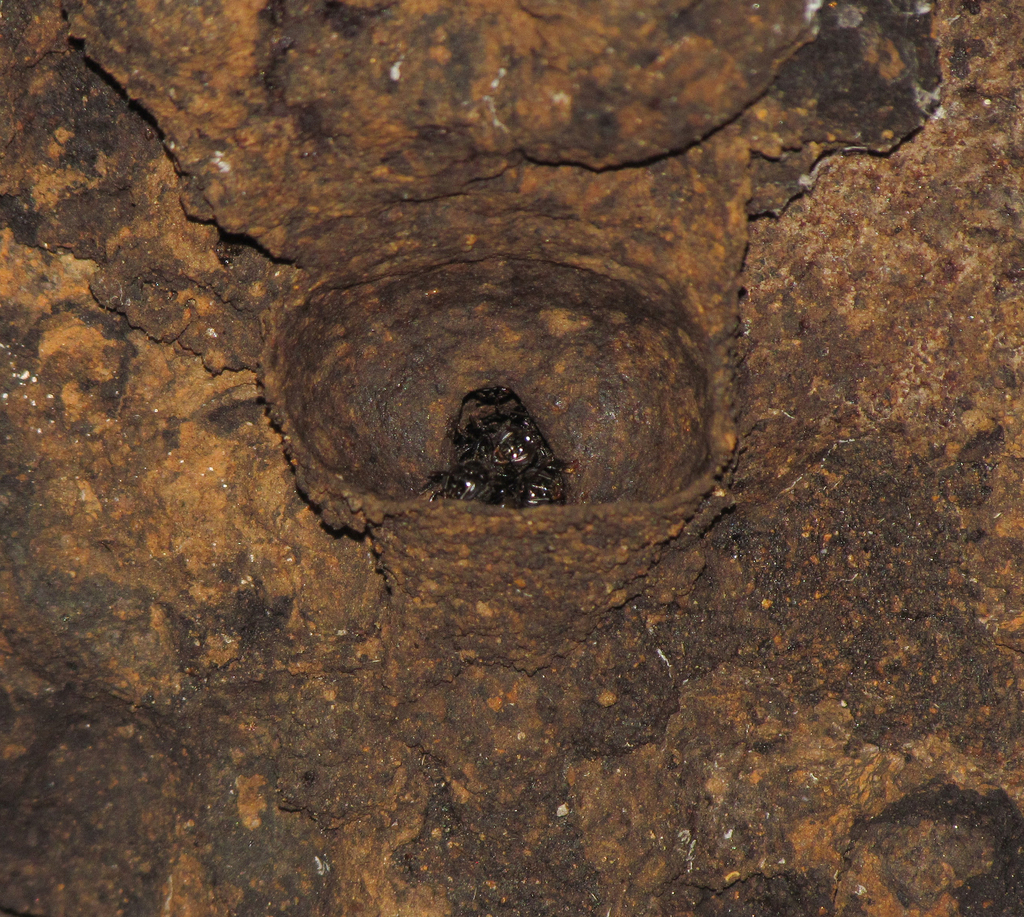 Partamona seridoensis