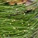Isolepis cernua - Photo (c) Tony Rebelo,  זכויות יוצרים חלקיות (CC BY-SA), uploaded by Tony Rebelo