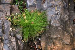 Isolepis cernua cernua