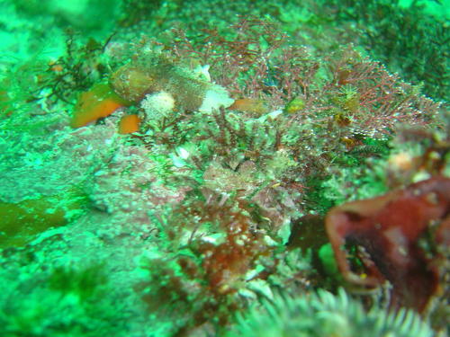 Coccotropsis gymnoderma
