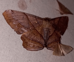 Dalima truncataria