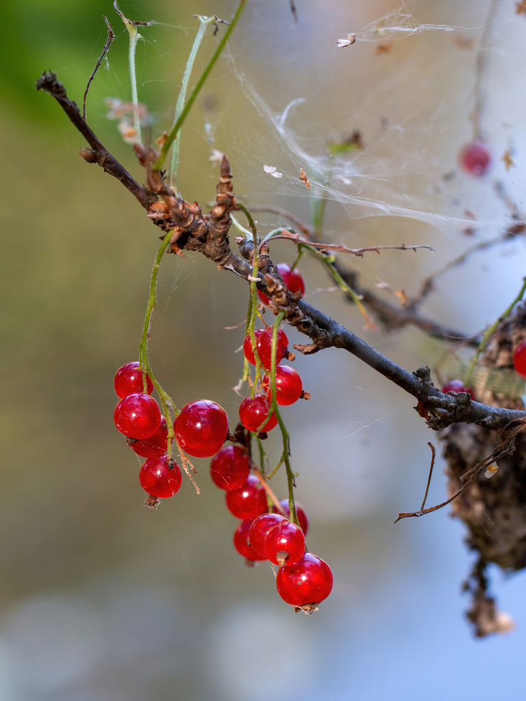 Northern redcurrant