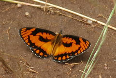 Byblia anvatara acheloia