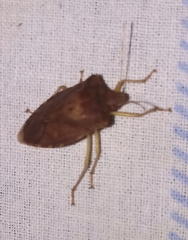 Pentatomini