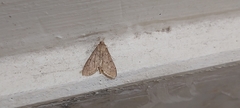 Diplopseustis