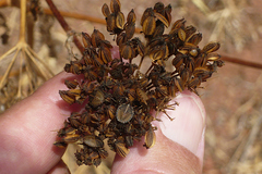 Graphosoma interruptum
