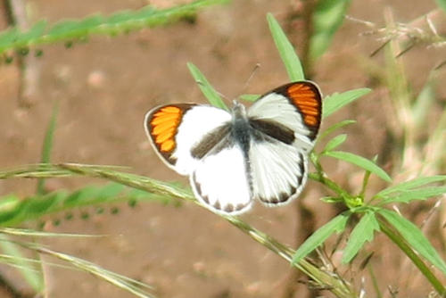 Bushveld Orange Tip