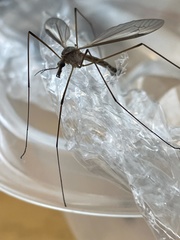 Tipula paludosa