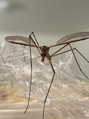 Tipula paludosa
