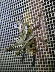 Arytropteris