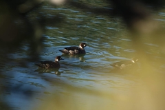 Speculanas specularis