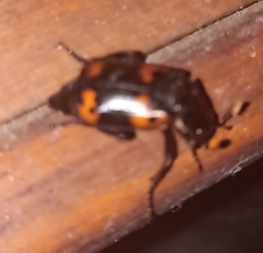 Nicrophorus nepalensis