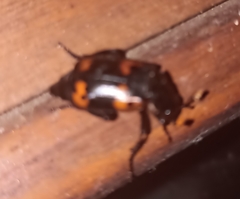 Nicrophorus nepalensis
