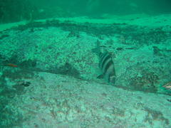 Diplodus hottentotus