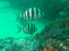 Diplodus hottentotus