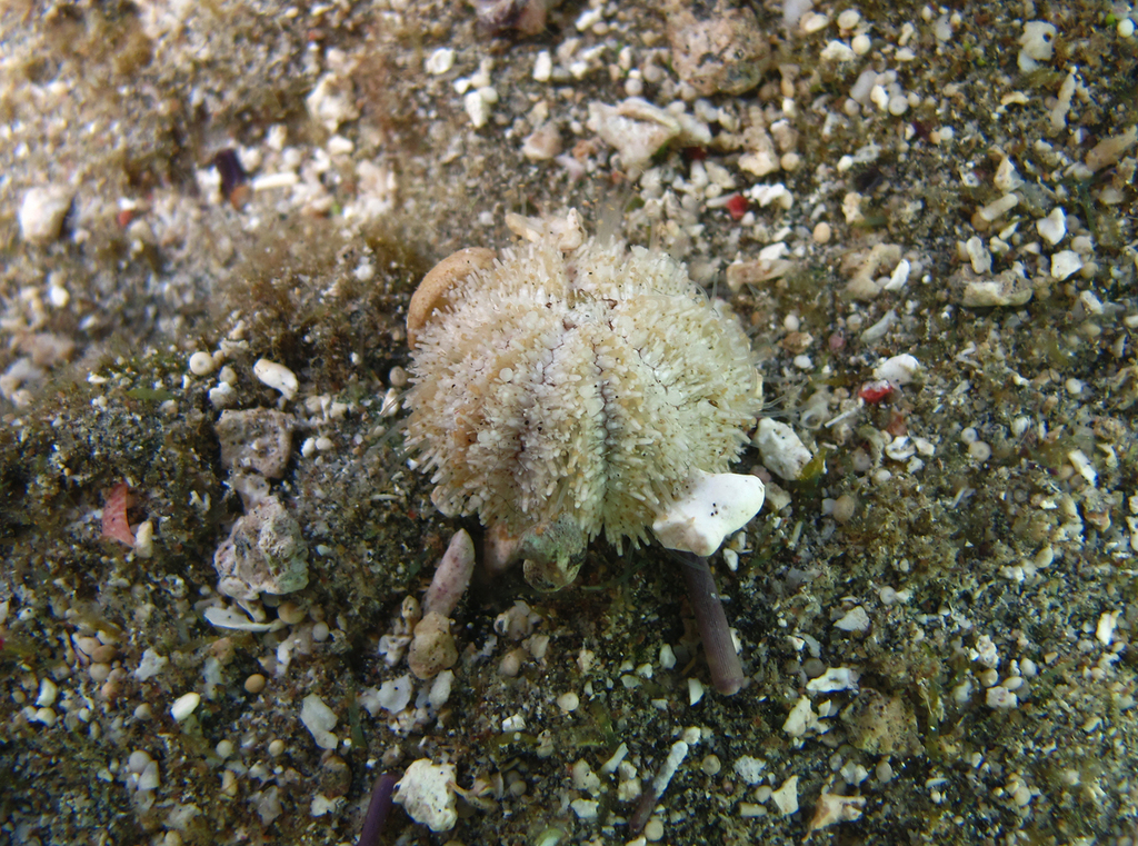 Nudechinus