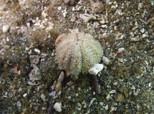 Nudechinus verruculatus in life
