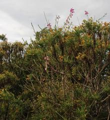 Polygala virgata virgata