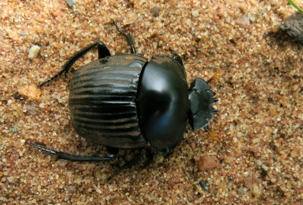 Soutpansberg Dung Beetle