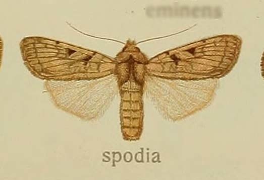 Eugnorisma spodia
