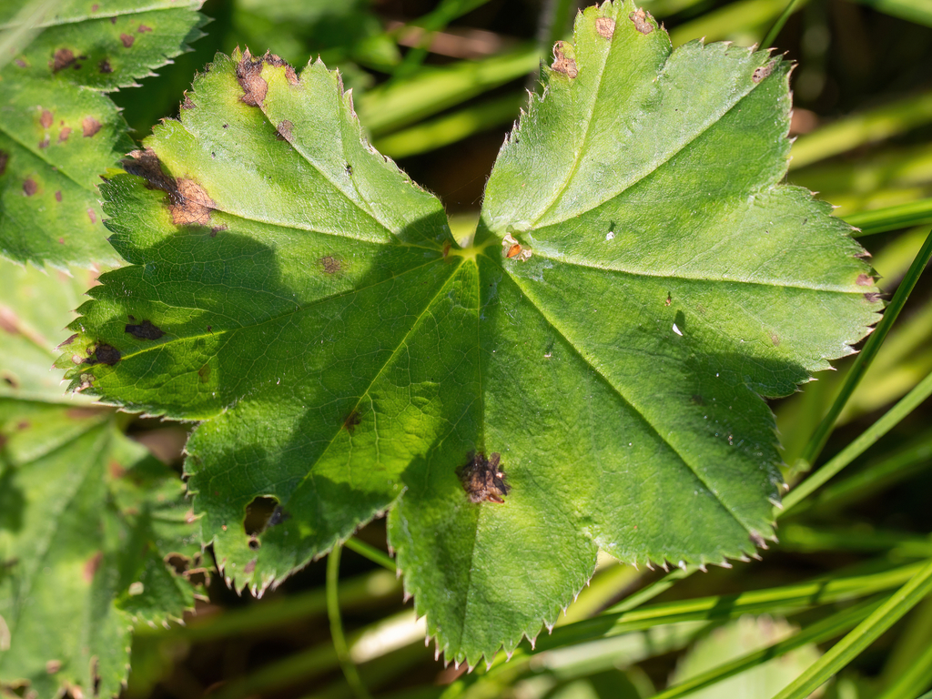 Lady's mantle