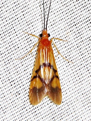 Macrostemum capense