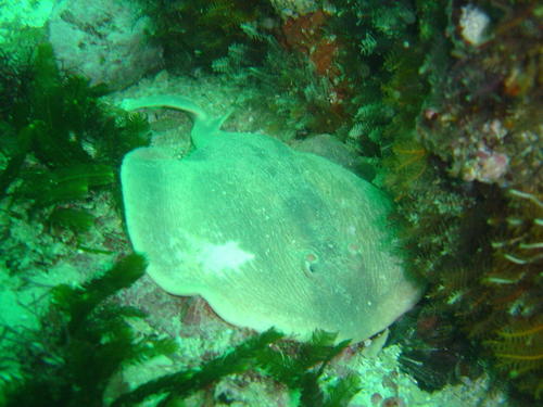 Narke capensis