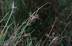 Cyperus pulcher