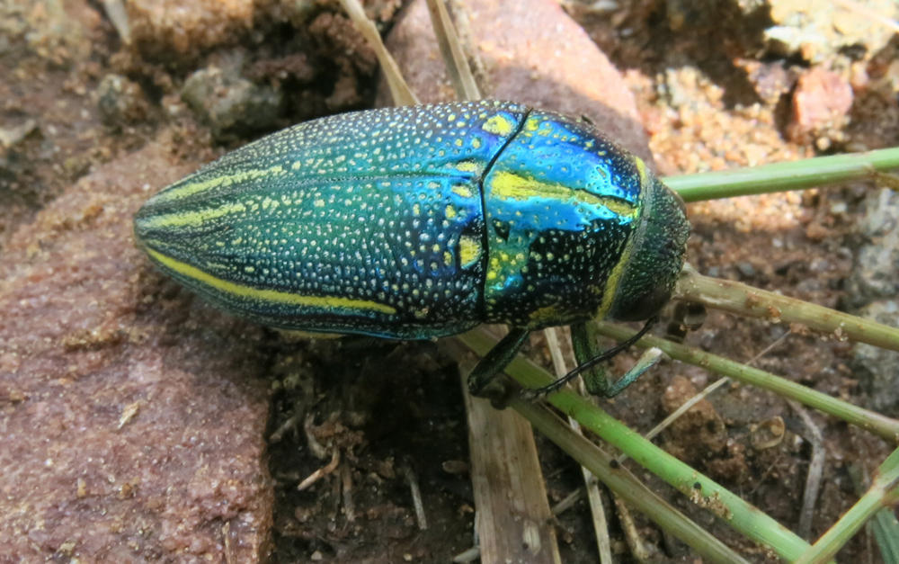 Amblysterna natalensis (Buprestidae (Jewel Beetles) of Southern Africa ...