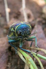 Amblysterna natalensis