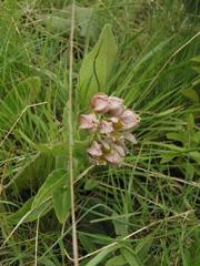 Asclepias cultriformis