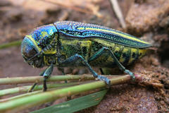 Amblysterna natalensis