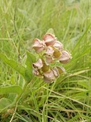 Asclepias cultriformis