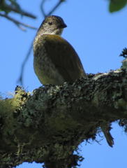 Indicator variegatus