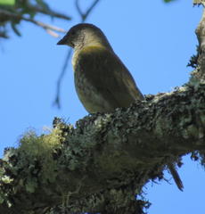 Indicator variegatus