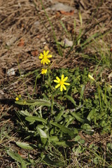 Senecio littoreus