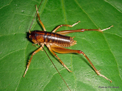 Hemiandrus